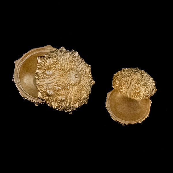 Box Sea Urchin Nesting