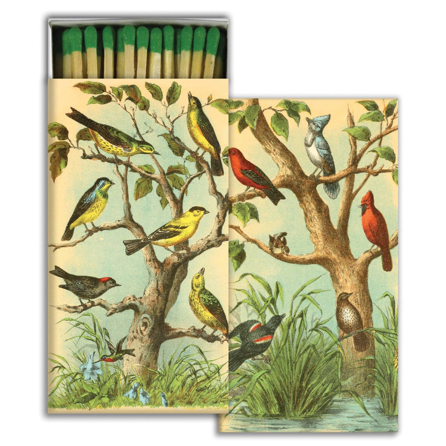 Matches - Bird Studies