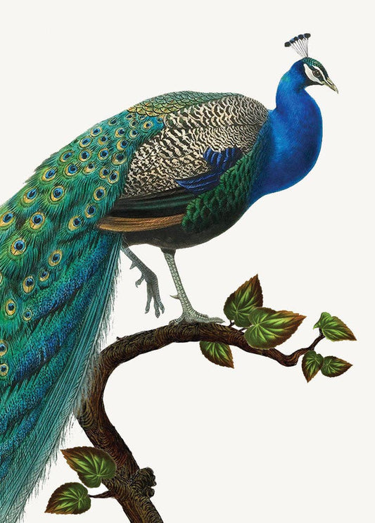 Peacock• Mini Enclosure Card